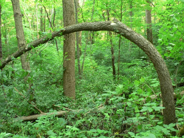 John Bryan State Park Ohio — Stock Photo, Image