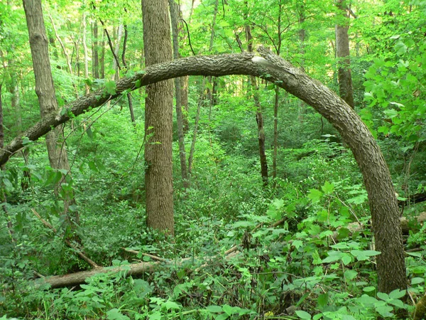 John Bryan State Park Ohio — стокове фото