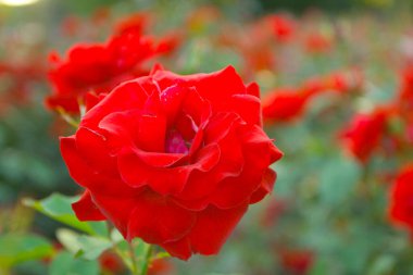 Güller Parkı, Columbus, Ohio