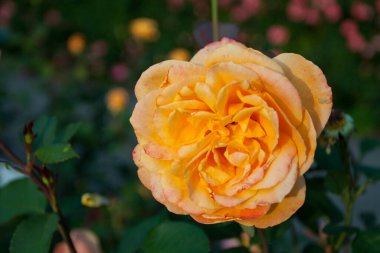 Güller Parkı, Columbus, Ohio