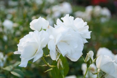 Güller Parkı, Columbus, Ohio