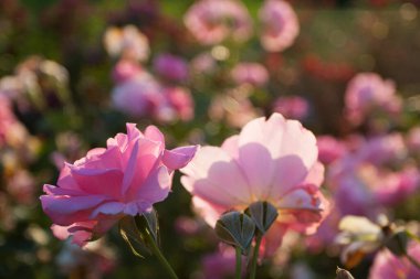 Güller Parkı, Columbus, Ohio