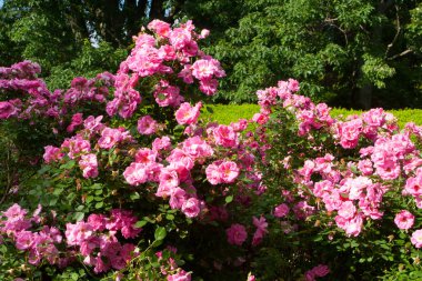Güller Parkı, Columbus, Ohio