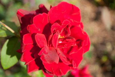 Güller Parkı, Columbus, Ohio