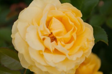 Güller Parkı, Columbus, Ohio