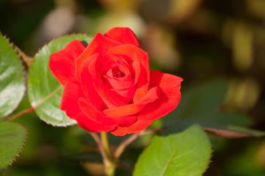 Güller Parkı, Columbus, Ohio