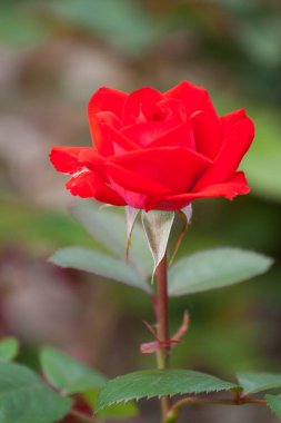 Güller Parkı, Columbus, Ohio