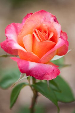 Güller Parkı, Columbus, Ohio