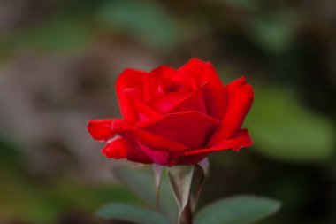 Güller Parkı, Columbus, Ohio