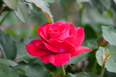 Güller Parkı, Columbus, Ohio