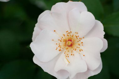 Güller Parkı, Columbus, Ohio