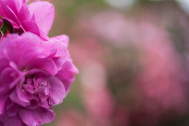 Güller Parkı, Columbus, Ohio