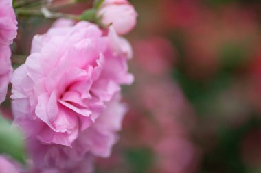 Güller Parkı, Columbus, Ohio