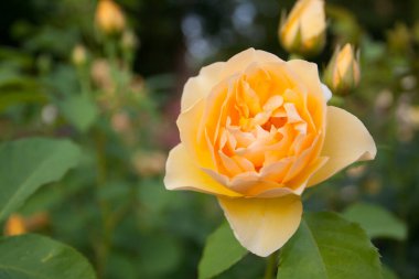 Güller Parkı, Columbus, Ohio