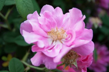 Güller Parkı, Columbus, Ohio