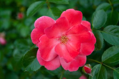 Güller Parkı, Columbus, Ohio