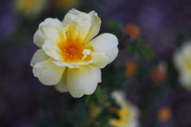 Güller Parkı, Columbus, Ohio