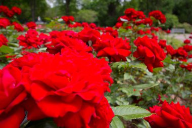 Güller Parkı, Columbus, Ohio