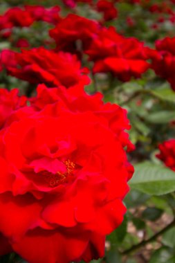 Güller Parkı, Columbus, Ohio