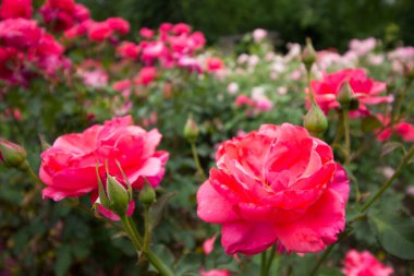 Güller Parkı, Columbus, Ohio