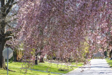 Ohio İlkbaharında Ağlayan Kiraz Ağacı Çiçekleri