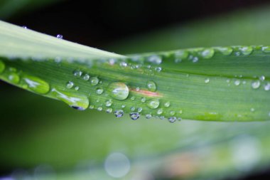 Sabah çiğ taneleri ile bitkilerin kapatılması