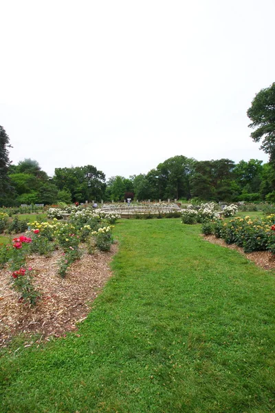 Parque Rosas Columbus Ohio — Foto de Stock