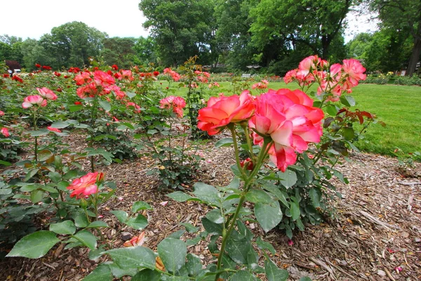 Park Roses Columbus Ohio — Stockfoto