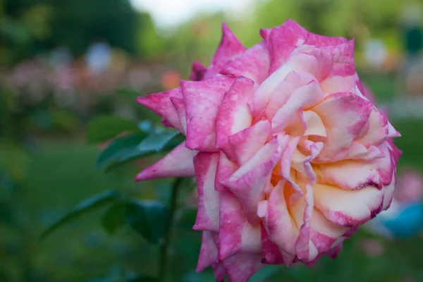 Park Roses Columbus Ohio — Stockfoto