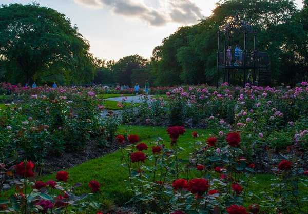 Park Roses Columbus Ohio — Stockfoto