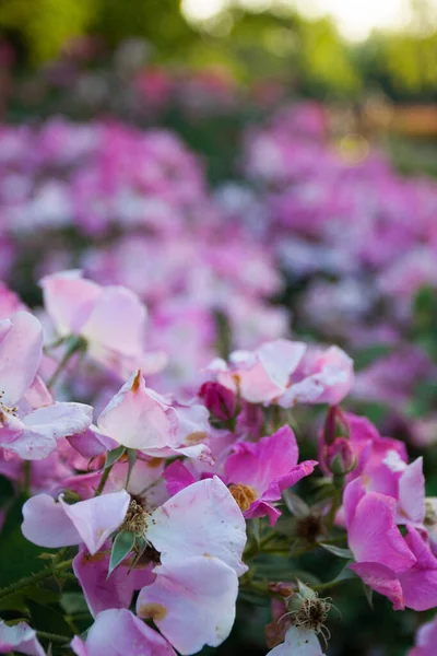 オハイオ州コロンバスのバラ公園 — ストック写真