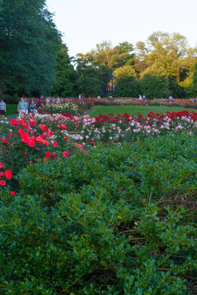 Park Roses Columbus Ohio — Stockfoto