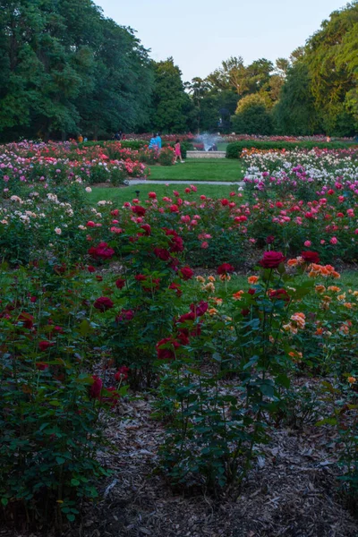 Park Roses Columbus Ohio — Stockfoto
