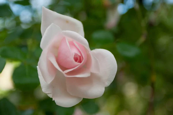 Park Roses Columbus Ohio — Stock Photo, Image