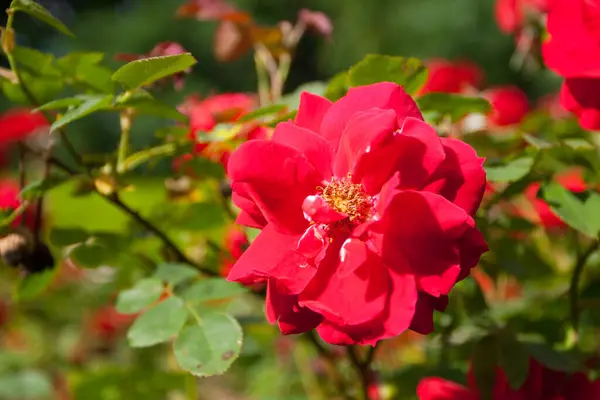 Parque Das Rosas Columbus Ohio — Fotografia de Stock