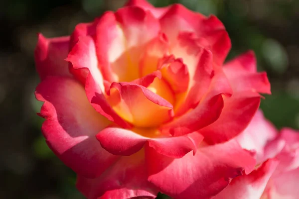 Park Roses Columbus Ohio — Stock Photo, Image