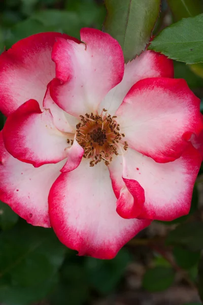 Rosespark Columbus Ohio – stockfoto