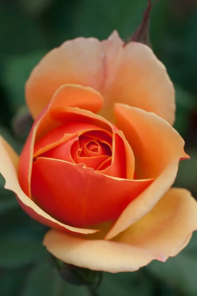 Park Roses Columbus Ohio — Stock Photo, Image