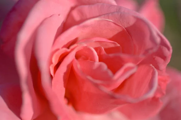 Park Roses Columbus Ohio — Stock Photo, Image