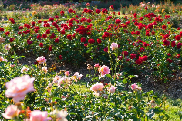 オハイオ州コロンバスのバラ公園 — ストック写真