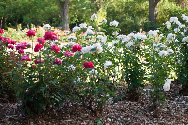 Park Roses Columbus Ohio — Stock Photo, Image