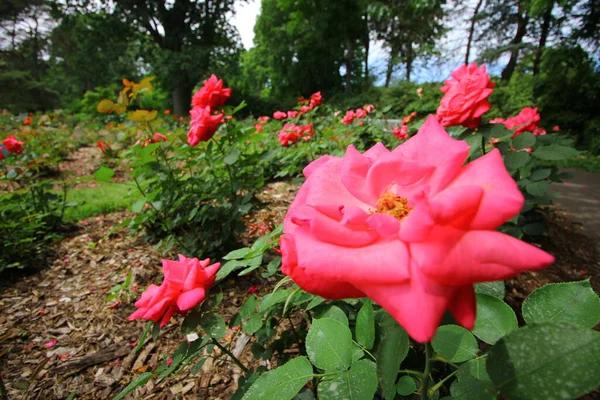 Güller Parkı Columbus Ohio — Stok fotoğraf