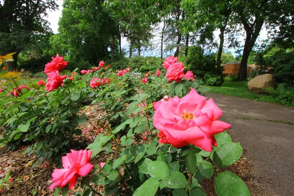 俄亥俄哥伦布玫瑰公园 — 图库照片