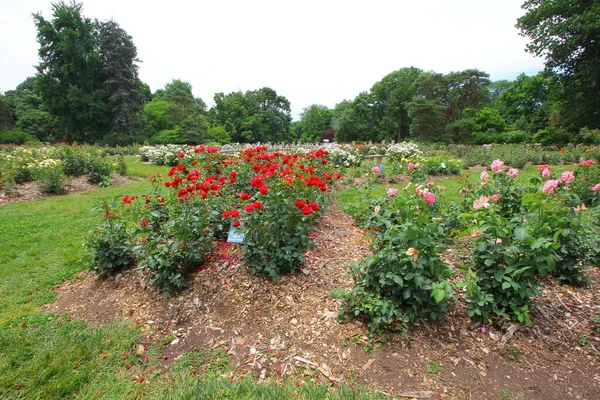 Park Roses Columbus Ohio — Stock Photo, Image