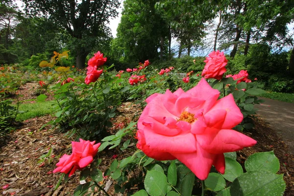 俄亥俄哥伦布玫瑰公园 — 图库照片