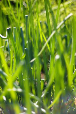 Bir bahçenin çeşitli manzaraları