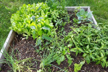 Çeşitli bitki ve çiçek manzaraları