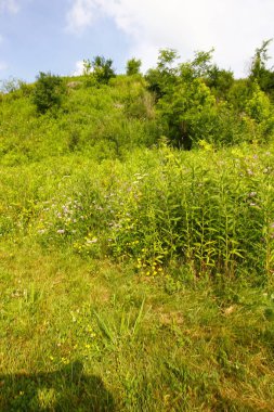 Çeşitli bitki ve çiçek manzaraları