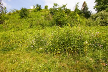 Çeşitli bitki ve çiçek manzaraları