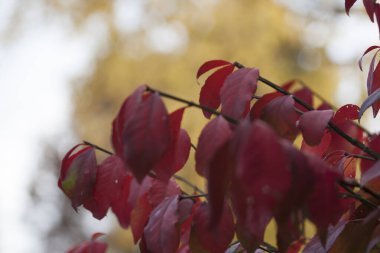Sonbaharda kırmızıya dönen yapraklar, Ohio